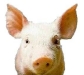 Pig1.jpg